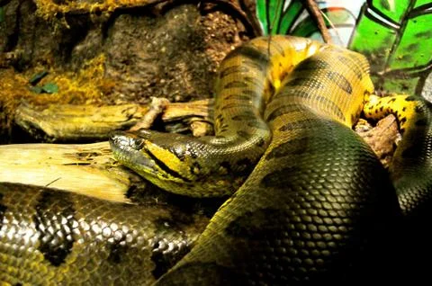 Snake 스톡 사진