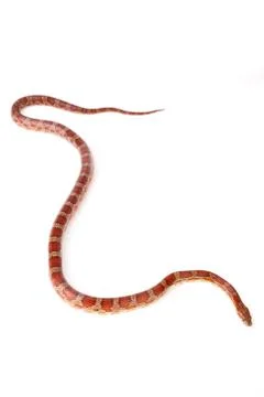 Snake Stock Photos
