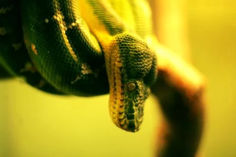 Snake 写真素材