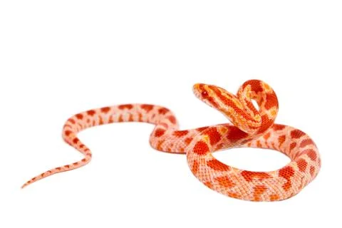 Snake. Stock Photos