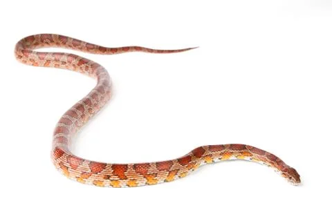 Snake Stock Photos