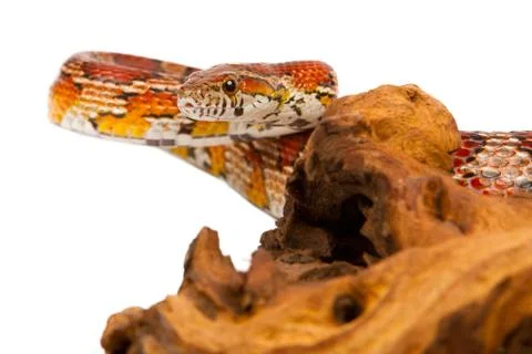 Snake Stock Photos