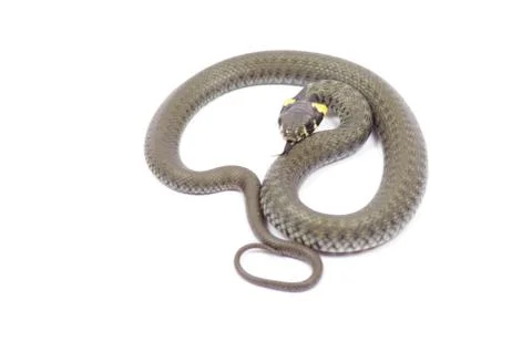 Snake Stock Photos