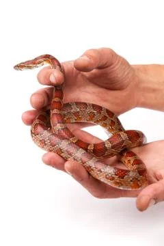 Snake Stock Photos