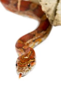 Snake Stock Photos