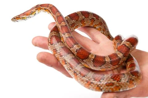 Snake Stock Photos