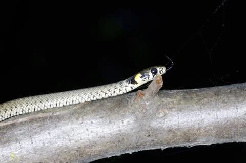 Snake Foto stock