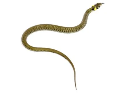 Snake Stock-Fotos