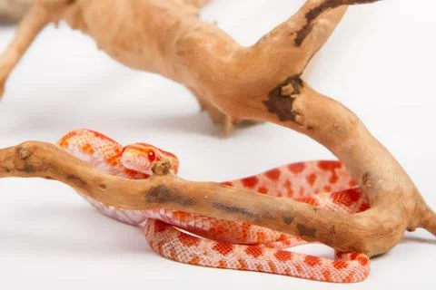Snake Stock Photos