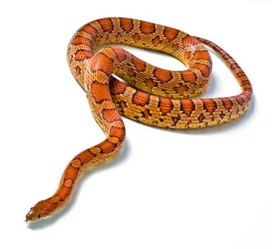 Snake Stock Photos