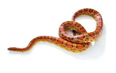 Snake. Stock Photos