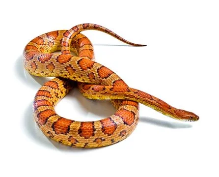 Snake Stock Photos