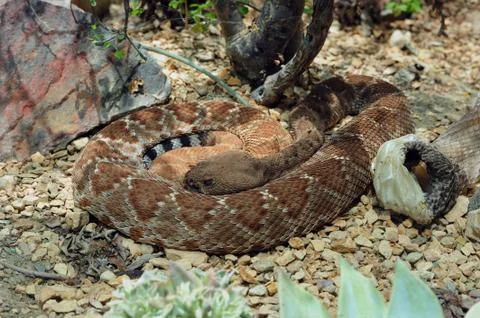 Snake Stock Photos