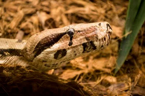 Snake Stock Photos