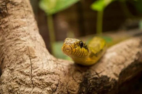 Snake Stock Photos
