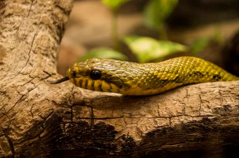 Snake Stock Photos