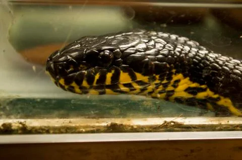 Snake Stock Photos