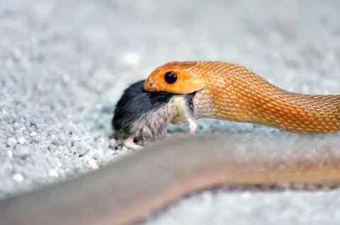 Snake Stock Photos