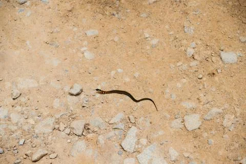 Snake Stock Photos