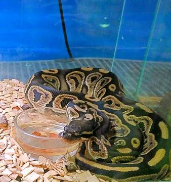Snake Stock Photos