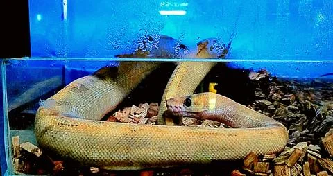 Snake Stock Photos