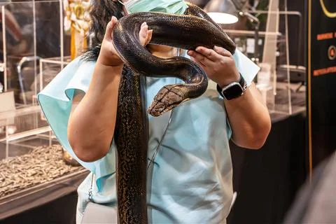 The snake Stock Photos