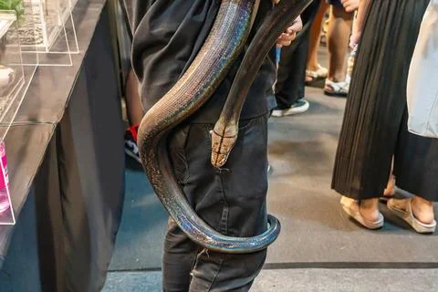 The snake Stock Photos