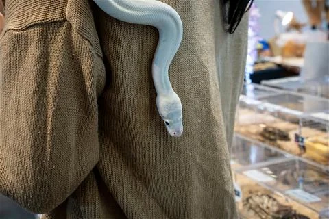 The snake 스톡 사진