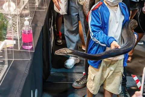 The snake Stock Photos