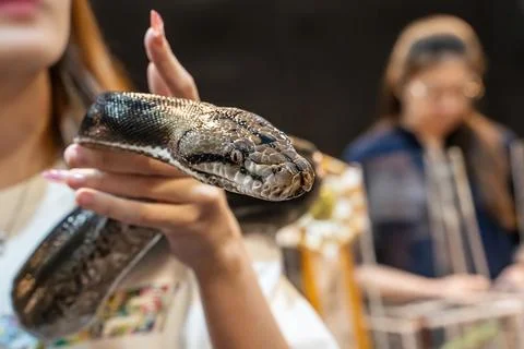 The snake Stock Photos
