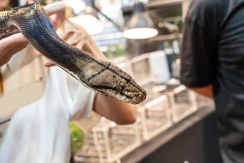 The snake Stockfoto's