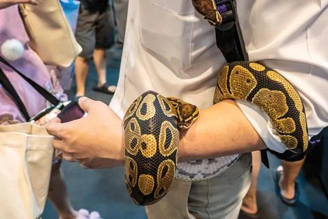 The snake Stock Photos