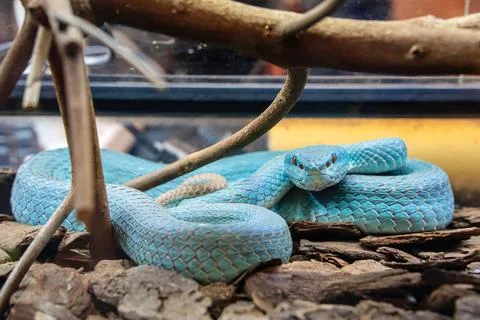 The snake Stock Photos