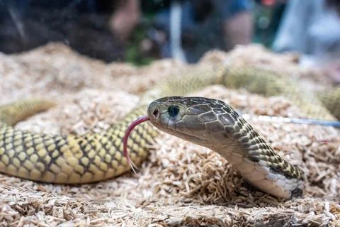 The snake Foto stock