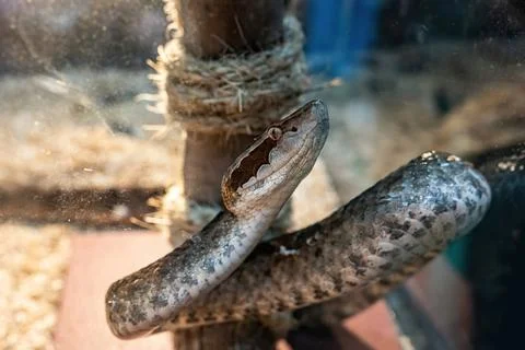 The snake Stock Photos