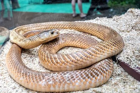 The snake Stock Photos