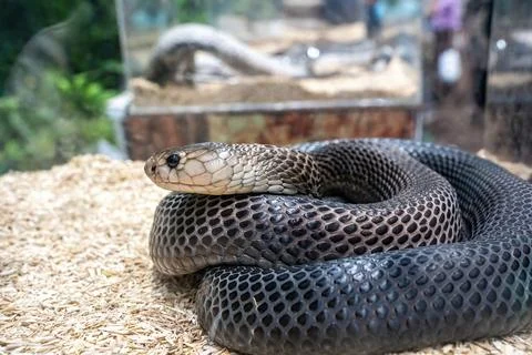 The snake Foto stock