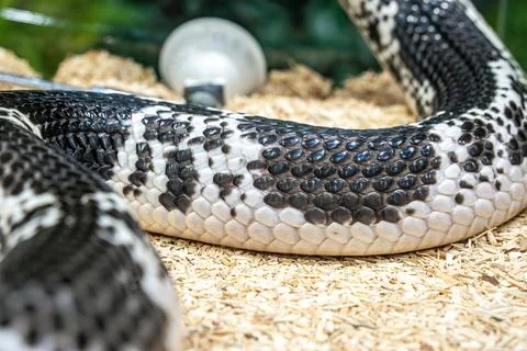 The snake Stock Photos