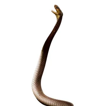 Snake Stock Photos