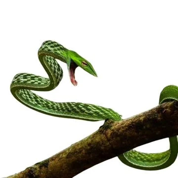 Snake Stock Photos