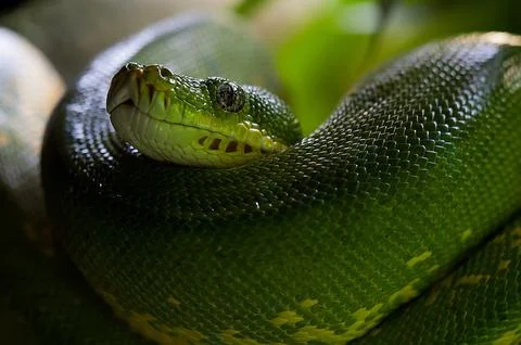 Snake Stock Photos