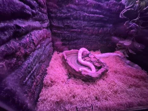 Snake Stock Photos