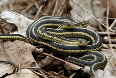 Snake Pile Foto stock