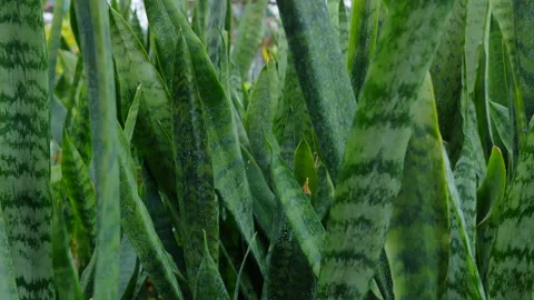 Snake plant Stock Footage 221516662