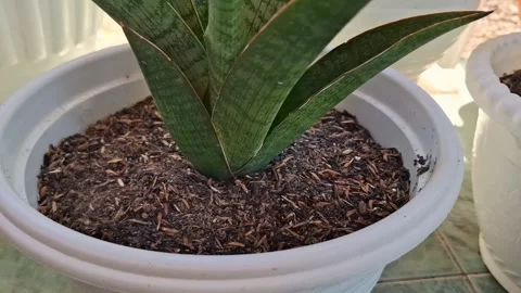 Snake Plant Growing in White Pot with Rich Soil Stock Footage 338312175