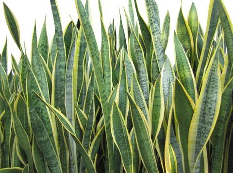 Snake Plant on isolated background Stock Photos