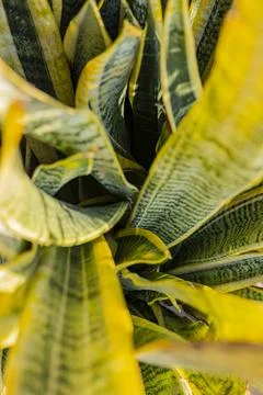 Snake Plant Leaf Pattern Close Up Stock Photos