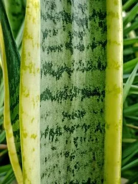 Snake Plant Leaf Texture Close Up Natural Pattern Stock Photos