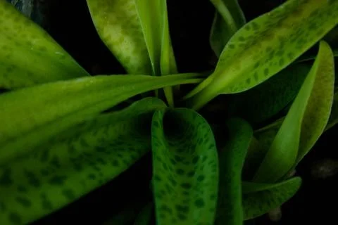 Snake Plant Stock Photos