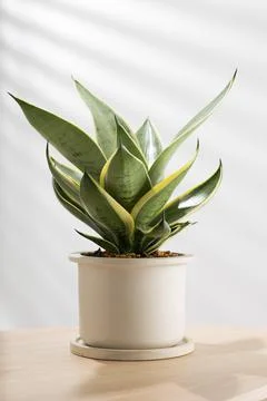 Snake plant Stock Photos